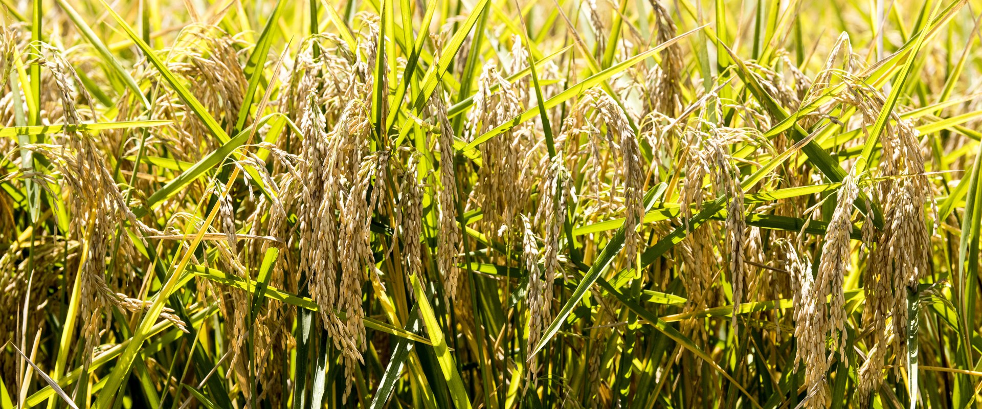 what-crops-are-grown-in-craighead-county-arkansas